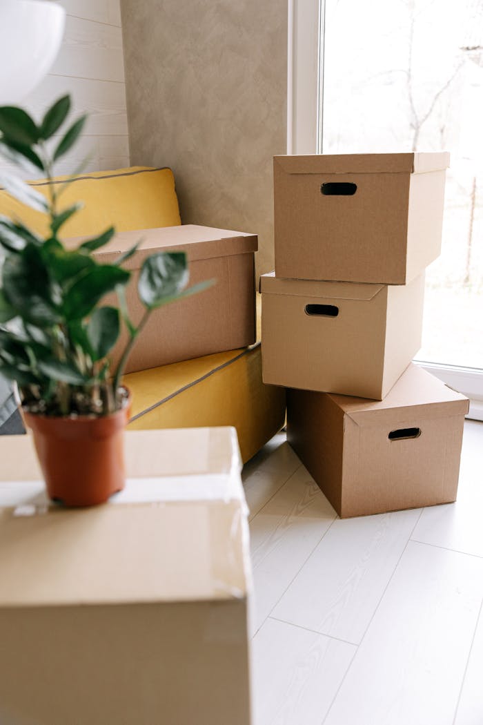 gallery-3 Cozy indoor scene with cardboard boxes and a potted plant, ideal for moving concepts.